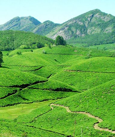 Munnar one of the best place to visit India